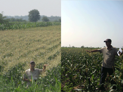 Сравнение эффекта биоудобрений на кукурузу